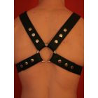 Y Font D Ring Harness
